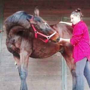 Massoterapista per cavalli e pony