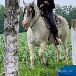 Ottimo cavallo in fida