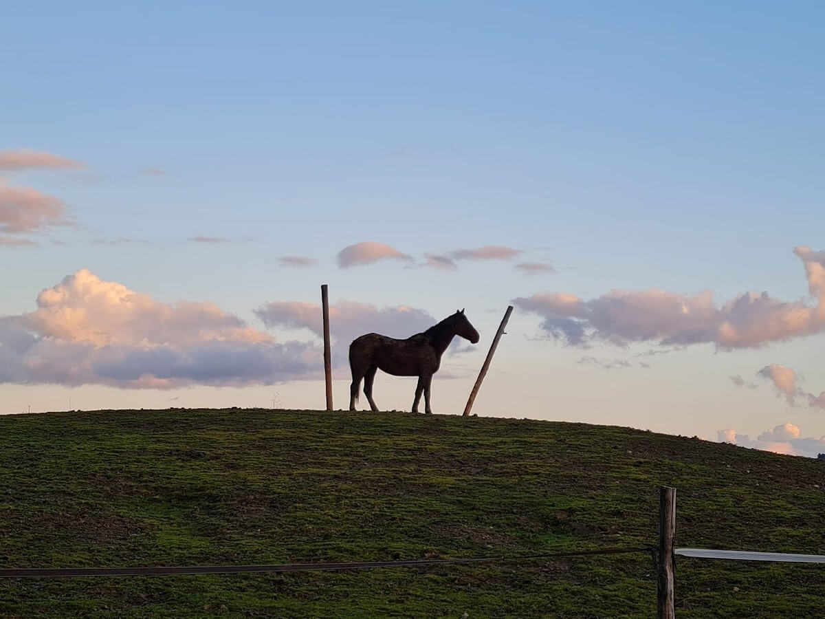 Istruttore/accompagnatore equestre offerta lavoro