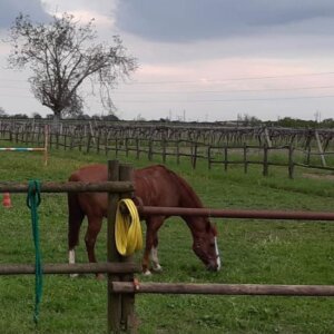 Testiera clincher -BREØ7 - Selleria Equipe SPA - Selle equitazione e accessori  cavallo