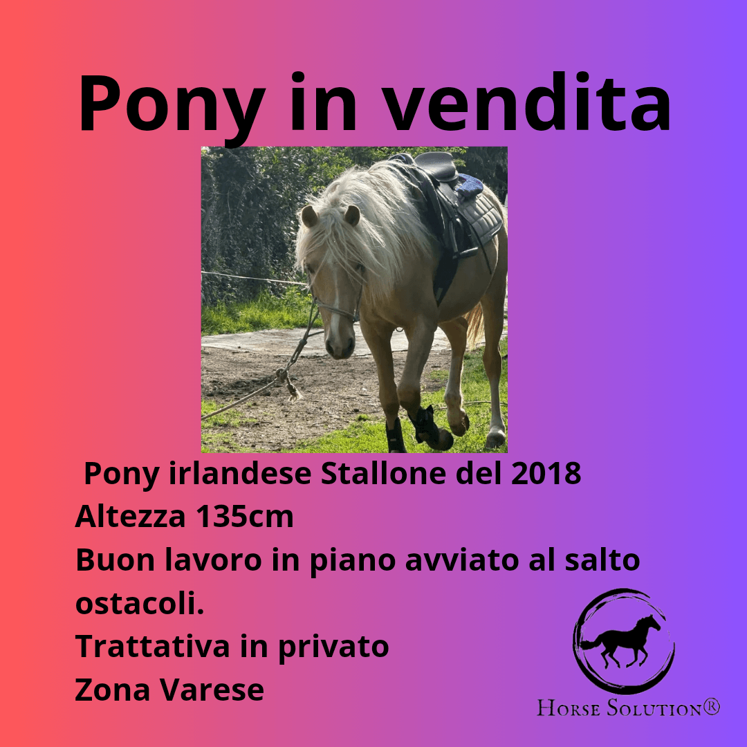 Pony stallone irlandese
