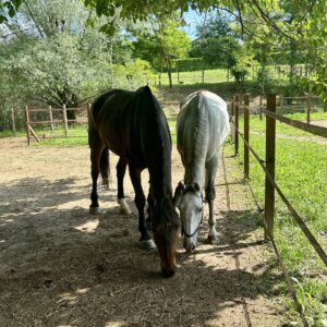 SCUDERIE della RIGOLA offre PENSIONE CAVALLI in Brianza