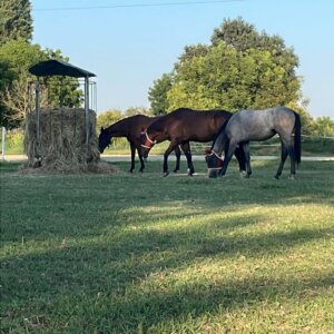 Centro di Equitazione Naturale La Farfalla Bianca
