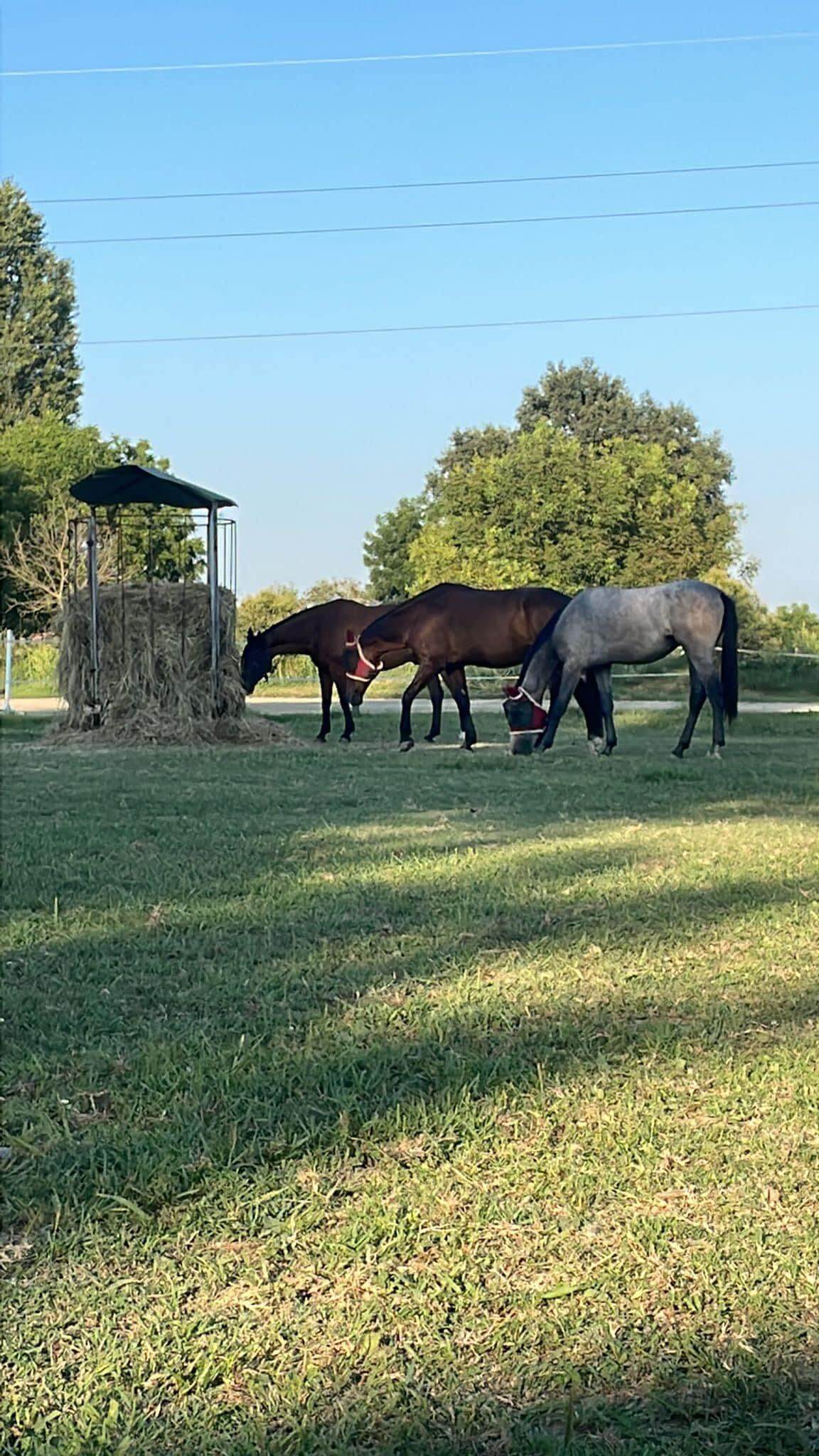 Centro di Equitazione Naturale La Farfalla Bianca