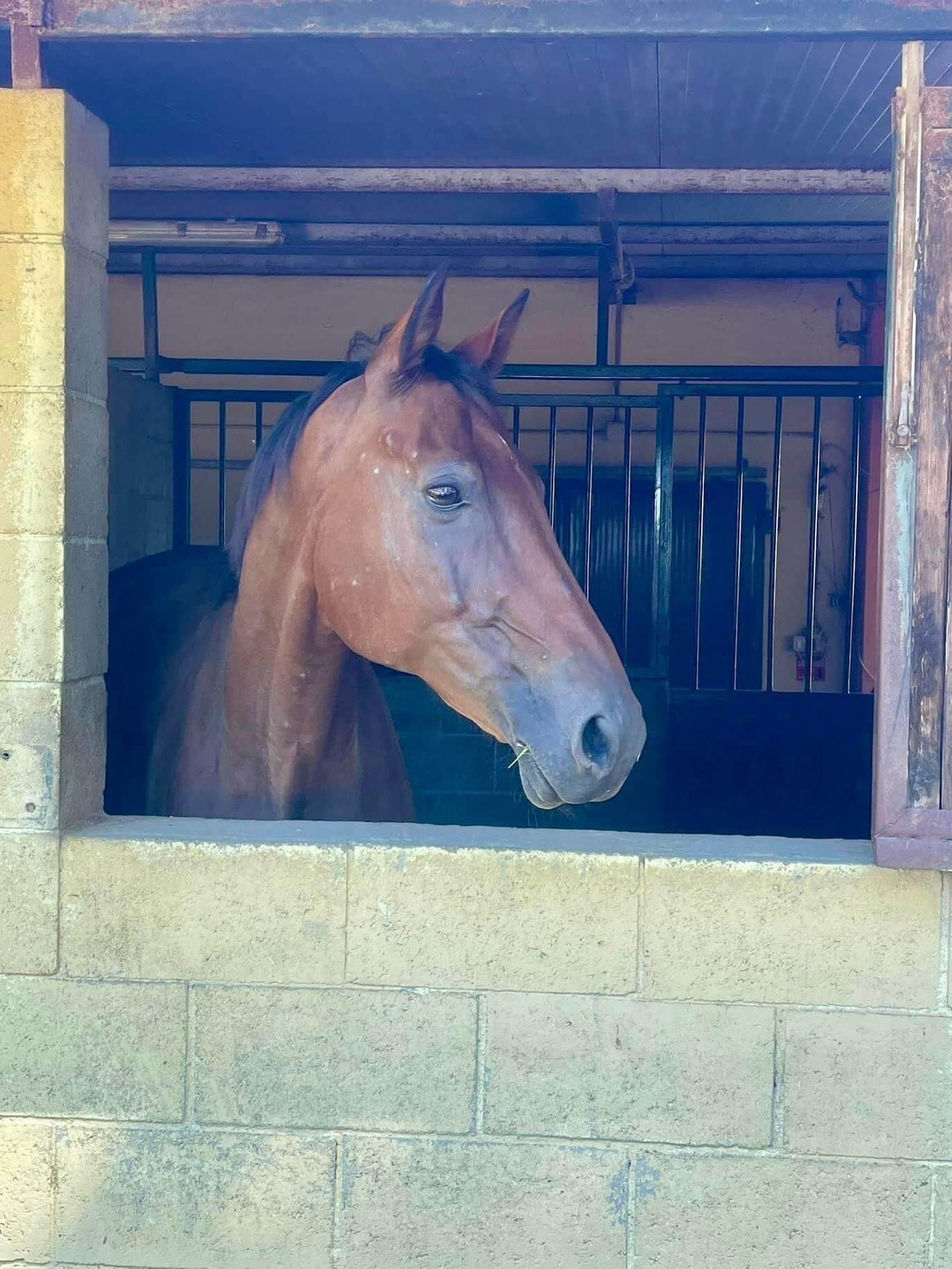 Centro di Equitazione Naturale La Farfalla Bianca