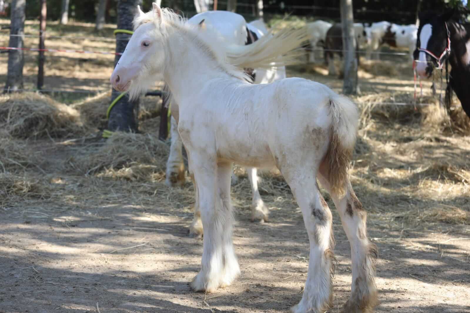 Irish cob Gypsy vanner