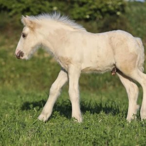 Irish cob Gypsy vanner