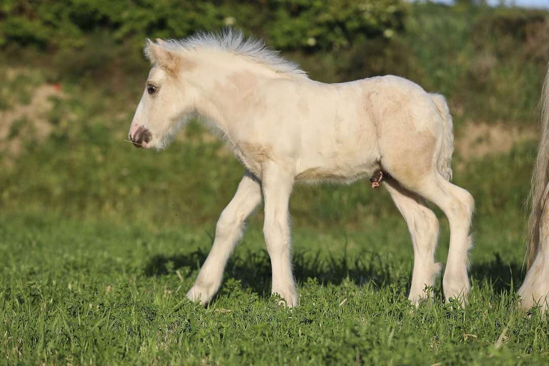Irish cob Gypsy vanner