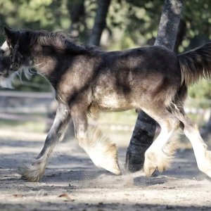 Irish cob Gypsy vanner