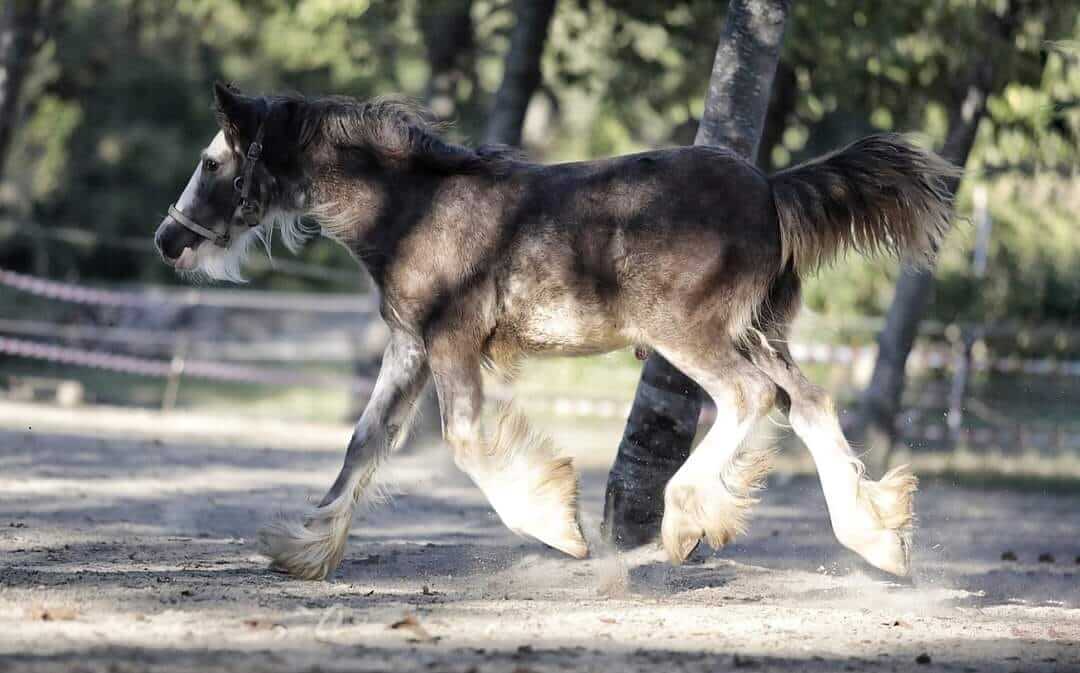 Irish cob Gypsy vanner