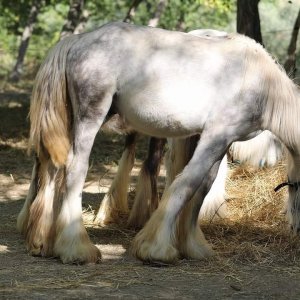 Irish cob Gypsy vanner