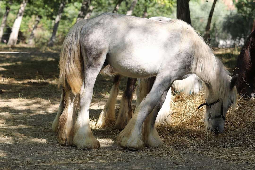Irish cob Gypsy vanner