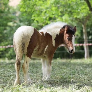 Irish cob Gypsy vanner