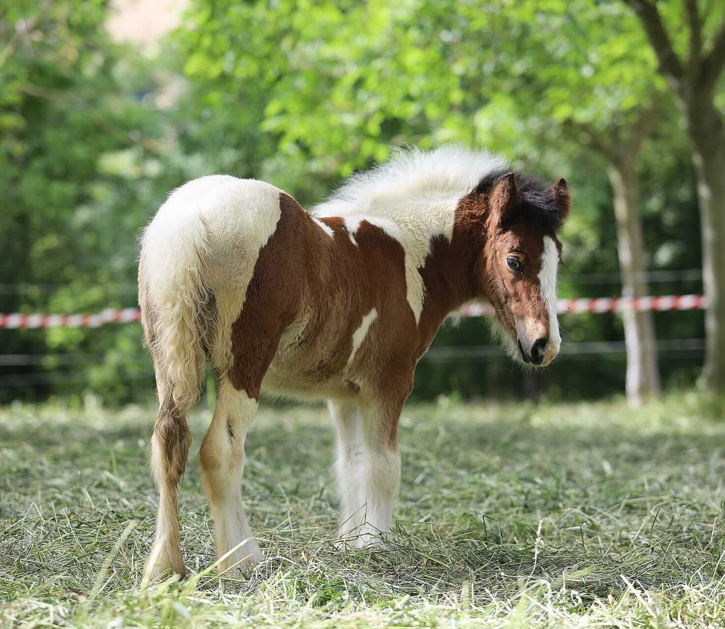 Irish cob Gypsy vanner