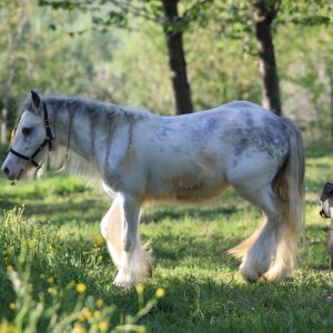 Irish cob Gypsy vanner