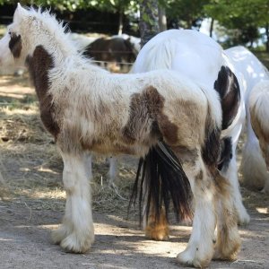 Irish cob Gypsy vanner