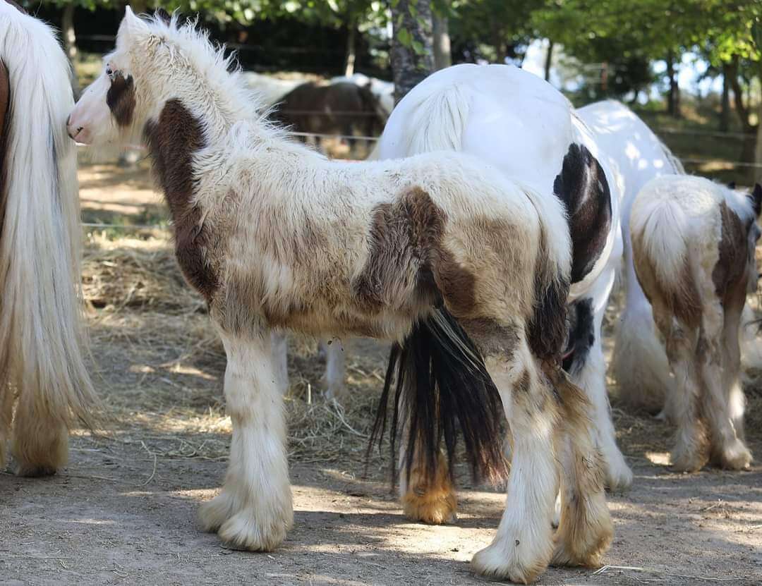 Irish cob Gypsy vanner