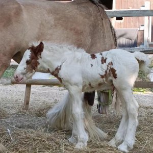 Irish cob Gypsy vanner