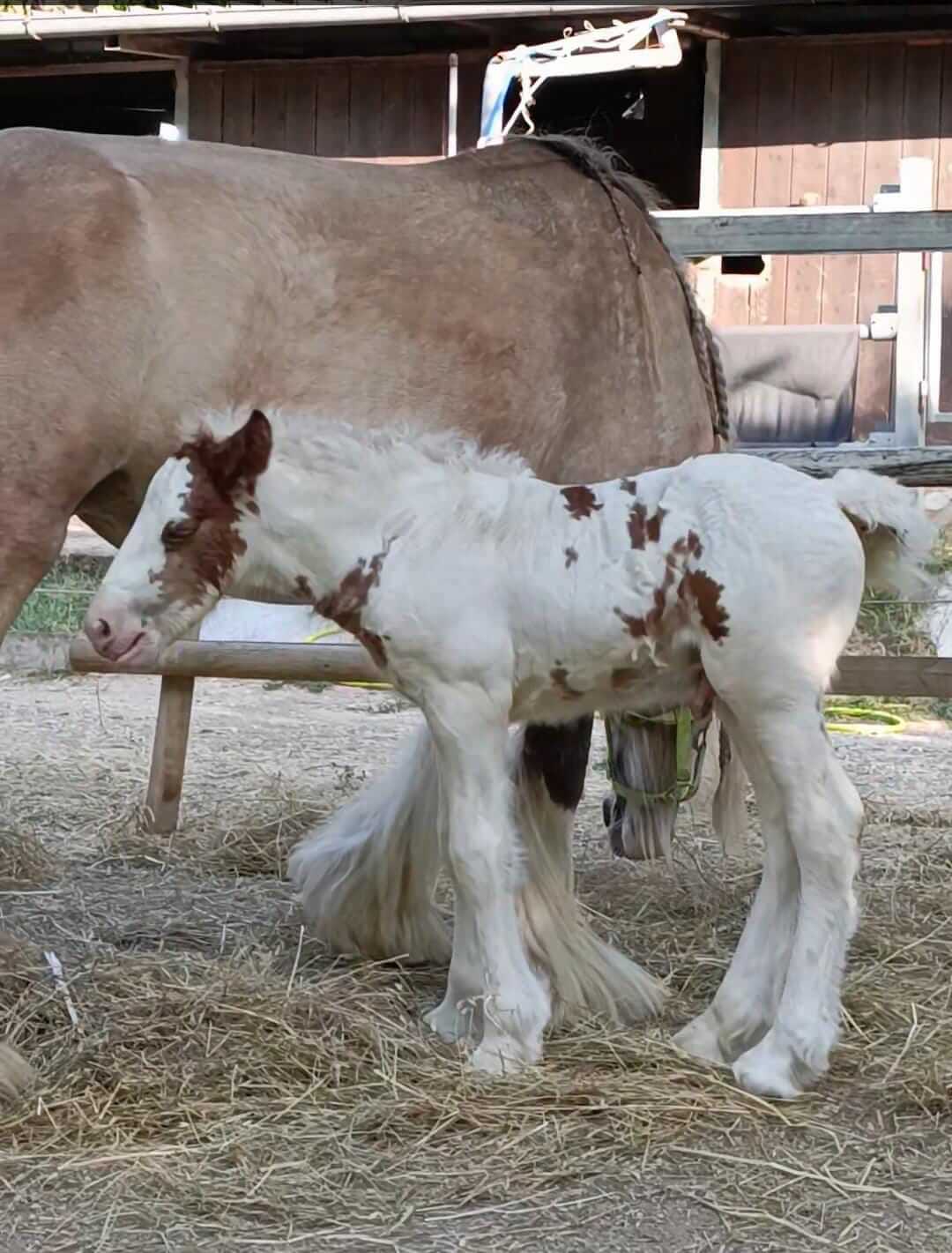 Irish cob Gypsy vanner