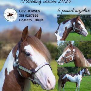 Stallone Paint Horse