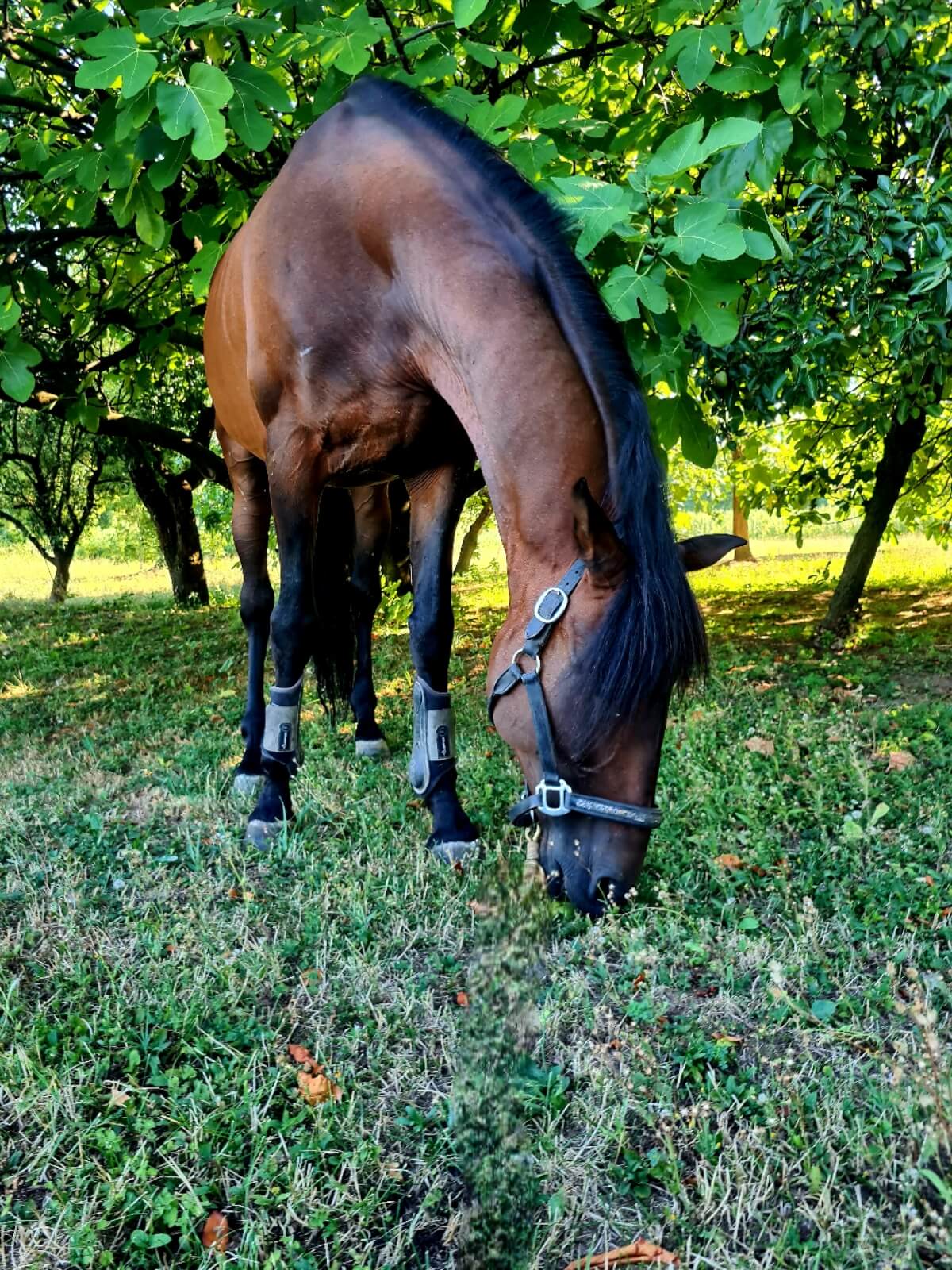 Mezzafida castrone PRE