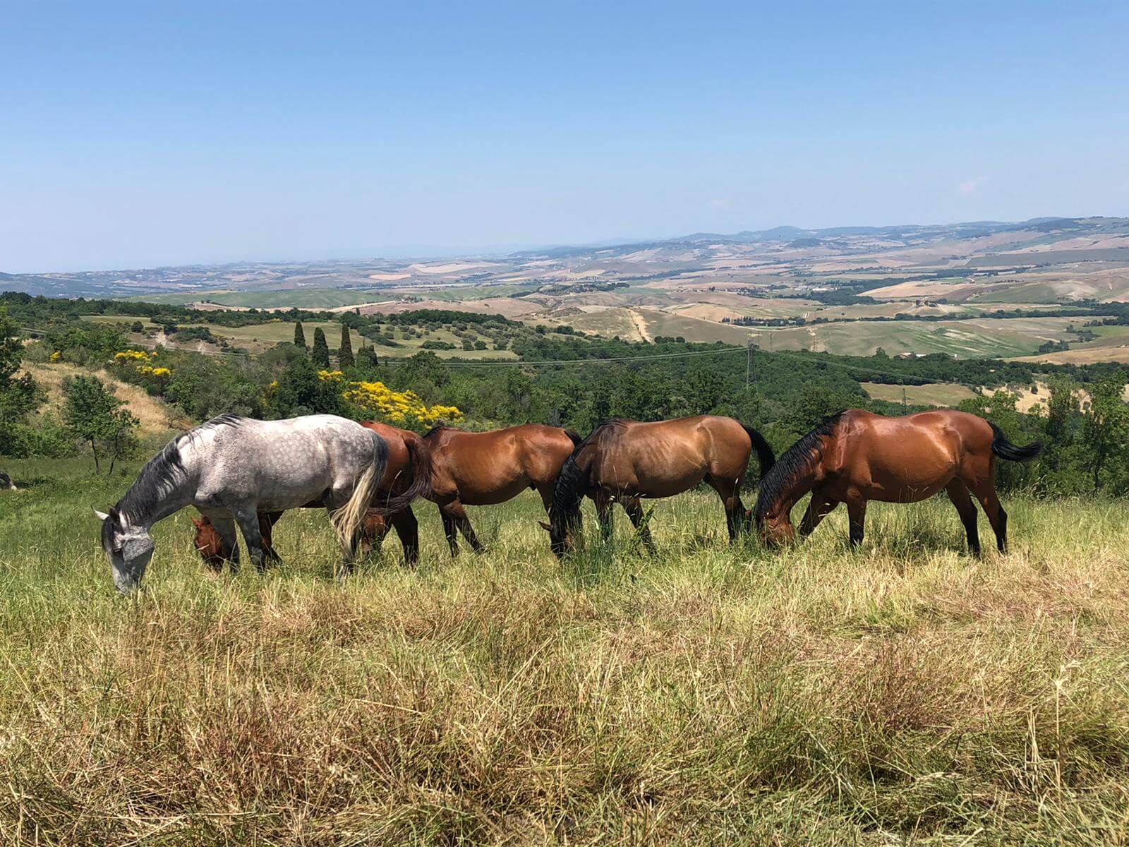 Vacanze in Agriturismo nella Val d'Orcia con Esperienze a Cavallo
