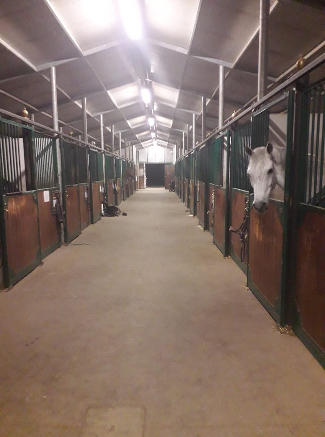 Pensione per Cavalli in Brianza, un Rifugio Tranquillo per il Tuo Compagno Equino