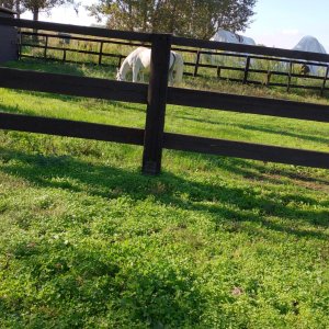 Fida o mezza fida disponibile per passeggiate o lavoro horsemanship