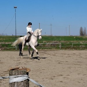 Zeus stallone 5 anni