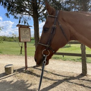 Cercasi mezzafida - Zona Moncalieri