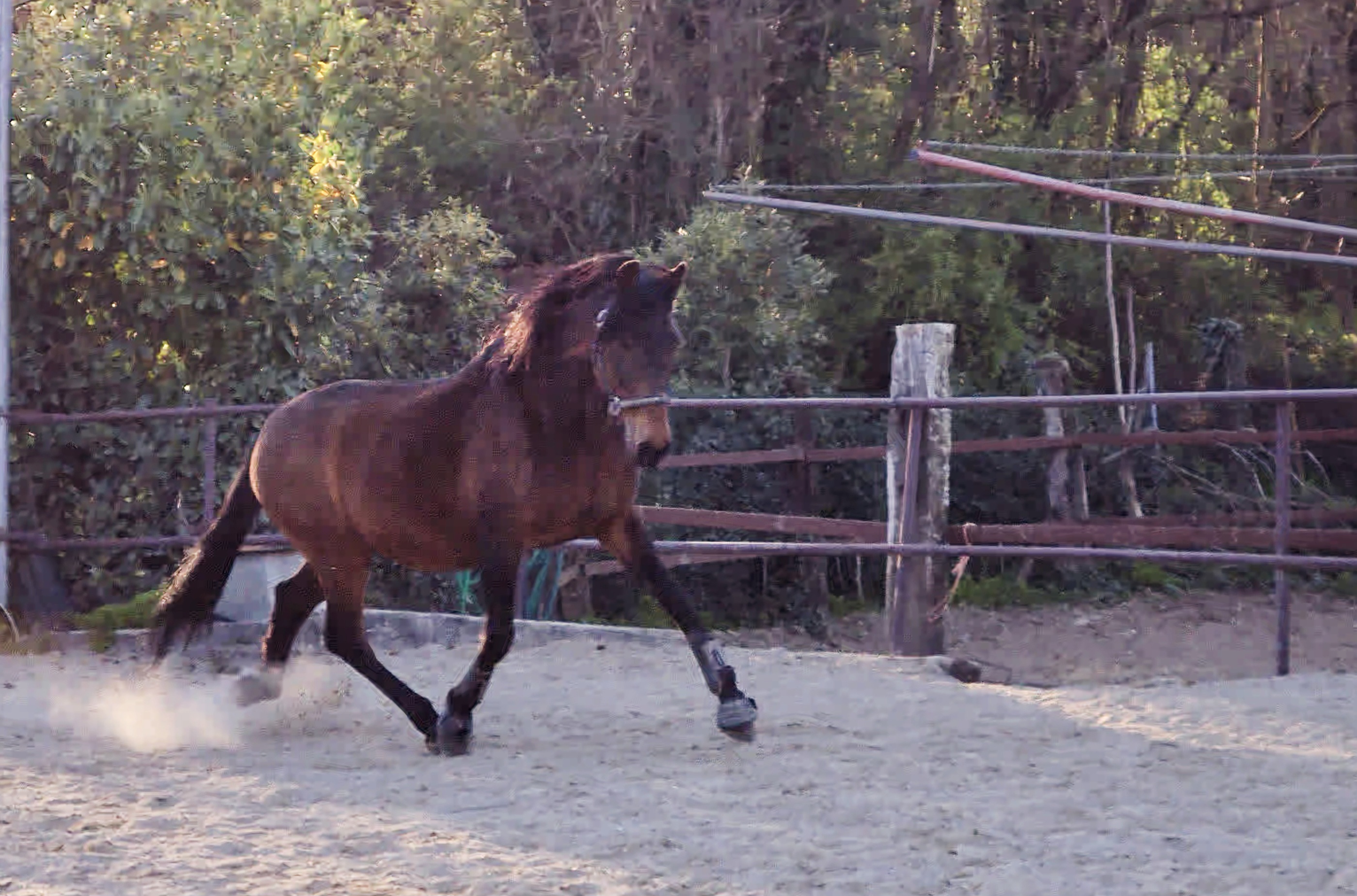 Mezzafida castrone PRE