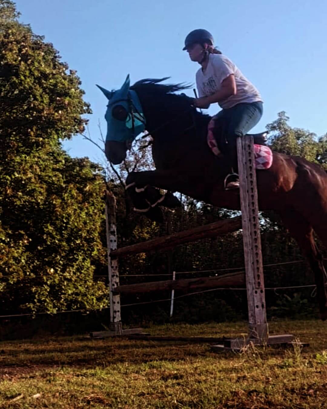 LB Horse Solution Horsemanship