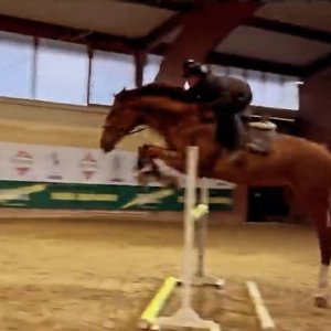 Mezzafida per salto ostacoli urgente