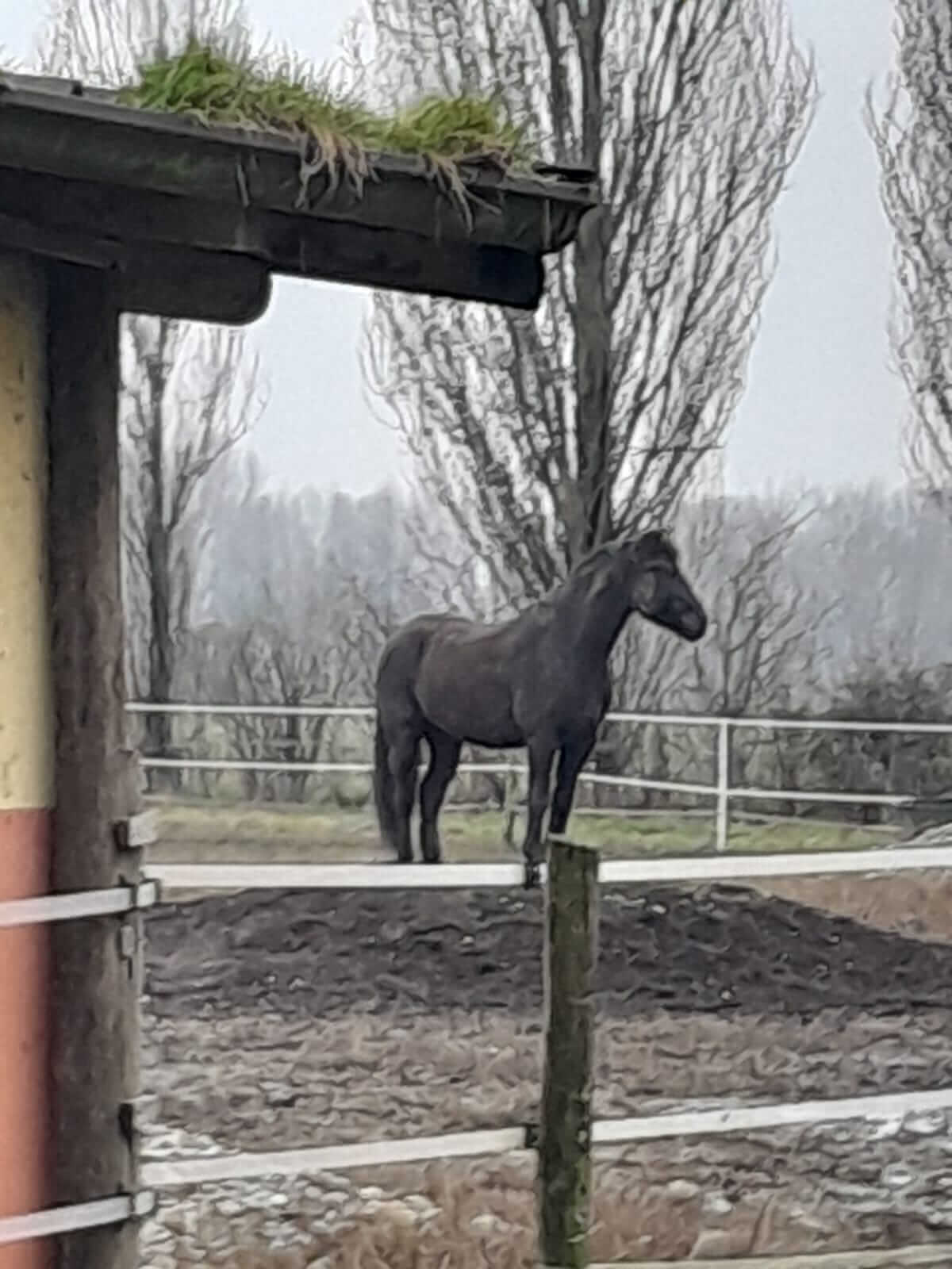 Podere agricolo di 20HA ca. + Maneggio + Struttura ricettiva 800mq