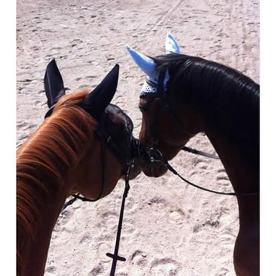 Pensione per Cavalli in Brianza, un Rifugio Tranquillo per il Tuo Compagno Equino