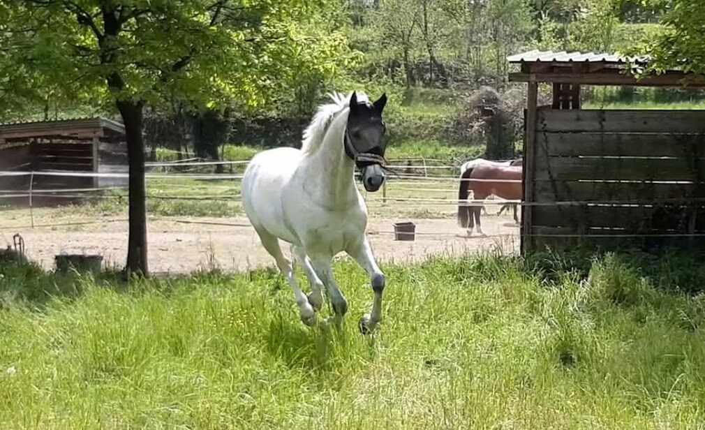 Pensione per Cavalli in Brianza, un Rifugio Tranquillo per il Tuo Compagno Equino