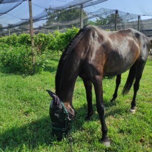 Cavalla ottima genealogia