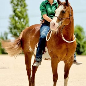 Horse & Human Personal Coach