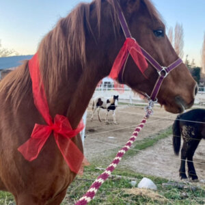 Cavallo Affidabile per Passeggiate, Lavoro o Competizioni