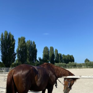Cavallo Affidabile per Passeggiate, Lavoro o Competizioni