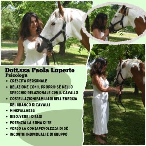 Pensione Cavalli box capannine ampi paddok