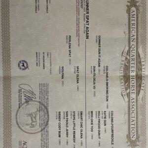 Puledro Quarter Horse futurity prospect