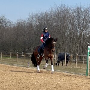 Cavalla 8 anni dressage e campagna ottimo carattere
