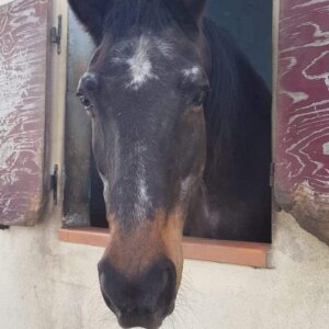 Cerco mezza fida o fida intera