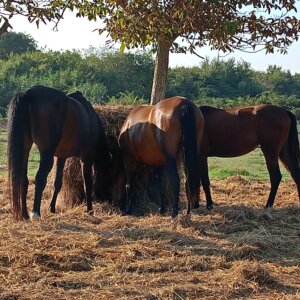 Vendo fattrice dressage Kwpn