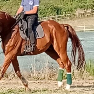 Cavallo dressage in D1 adatto al conseguimento patente 1grado per giovani cavalieri
