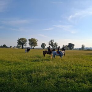 Pensione naturale per cavalli vicino a Milano