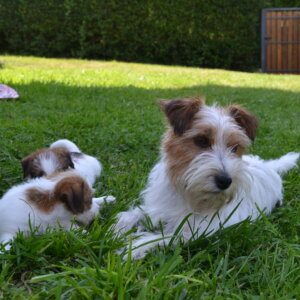 Cuccioli Jack Russell