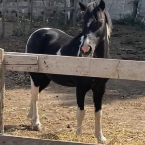 Pony castrone dolcissimo