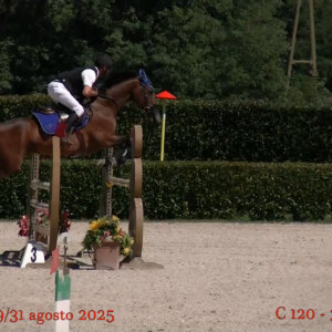 Cavallo salto ostacoli